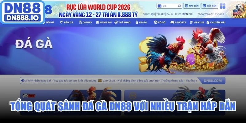 Tổng quát sảnh Đá Gà DN88 với nhiều trận đấu hấp dẫn